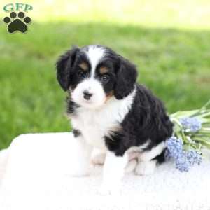 Laiken, Cavapoo Puppy